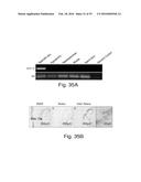 STABLE AMORPHOUS CALCIUM CARBONATE COMPRISING SYNTHETIC PHOSPHORYLATED     PEPTIDES diagram and image