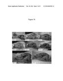 C. NOVYI FOR THE TREATMENT OF SOLID TUMORS IN NON-HUMAN ANIMALS diagram and image