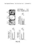 OSTEOCALCIN AS A TREATMENT FOR COGNITIVE DISORDERS diagram and image