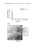 OSTEOCALCIN AS A TREATMENT FOR COGNITIVE DISORDERS diagram and image