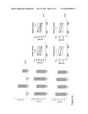 IDENTIFICATION OF CD8+ T CELLS THAT ARE CD161HI AND/OR IL18R(ALPHA)HI AND     HAVE RAPID DRUG EFFLUX CAPACITY diagram and image