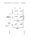 IDENTIFICATION OF CD8+ T CELLS THAT ARE CD161HI AND/OR IL18R(ALPHA)HI AND     HAVE RAPID DRUG EFFLUX CAPACITY diagram and image