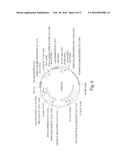 Tumor Vaccine diagram and image