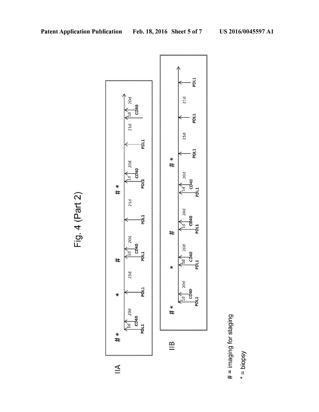 COMBINATION THERAPY OF ANTIBODIES ACTIVATING HUMAN CD40 AND ANTIBODIES     AGAINST HUMAN PD-L1 - diagram, schematic, and image 06