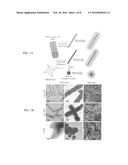 COATED PLANT VIRUS IMAGING AGENTS diagram and image