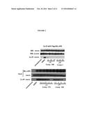 COMPOSITIONS COMPRISING THIENOPYRIMIDINE AND THIENOPYRIDINE COMPOUNDS AND     METHODS OF USE THEREOF diagram and image