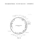 METHODS FOR ACTIVATING T CELLS USING AN INDUCIBLE CHIMERIC POLYPEPTIDE diagram and image