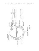 METHODS FOR ACTIVATING T CELLS USING AN INDUCIBLE CHIMERIC POLYPEPTIDE diagram and image