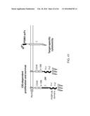 METHODS FOR ACTIVATING T CELLS USING AN INDUCIBLE CHIMERIC POLYPEPTIDE diagram and image