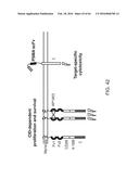 METHODS FOR ACTIVATING T CELLS USING AN INDUCIBLE CHIMERIC POLYPEPTIDE diagram and image