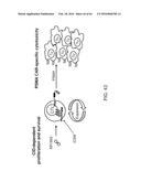 METHODS FOR ACTIVATING T CELLS USING AN INDUCIBLE CHIMERIC POLYPEPTIDE diagram and image