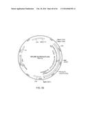 METHODS FOR ACTIVATING T CELLS USING AN INDUCIBLE CHIMERIC POLYPEPTIDE diagram and image