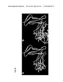 IMMUNOREGULATORY STRUCTURES FROM NORMALLY OCCURING PROTEINS diagram and image