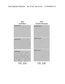 TREATMENT OF CANCER USING HUMANIZED ANTI-BCMA CHIMERIC ANTIGEN RECEPTOR diagram and image