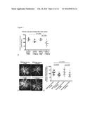 Polysialic acid and use for treatment of neurodegenerative and     neuroinflammatory diseases diagram and image