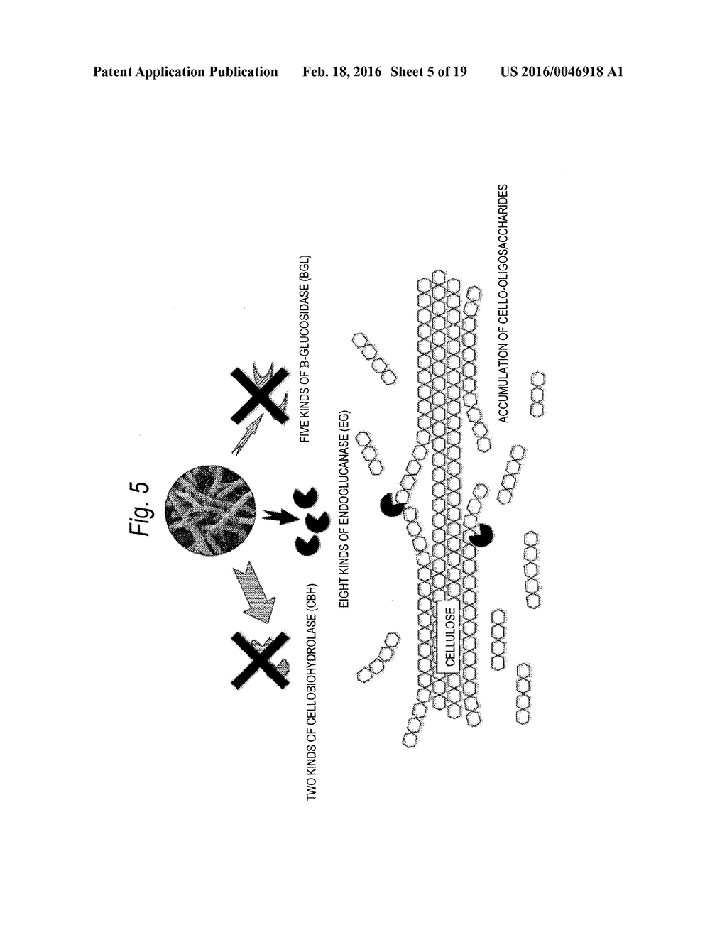 MUTANT OF CELLULASE-PRODUCING MICROORGANISM, PRODUCTION METHOD OF     CELLULASE AND PRODUCTION METHOD OF CELLO-OLIGOSACCHARIDE - diagram, schematic, and image 06