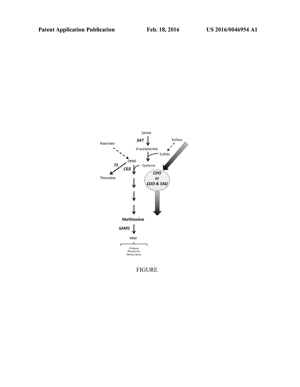 METHODS TO IMPROVE CROPS THROUGH INCREASED ACCUMULATION OF METHIONINE - diagram, schematic, and image 02