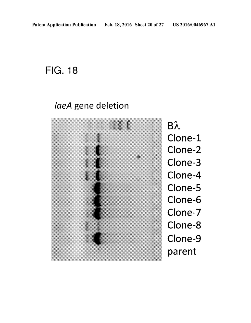 ENHANCED ITACONIC ACID PRODUCTION IN ASPERGILLUS WITH INCREASED LAEA     EXPRESSION - diagram, schematic, and image 21