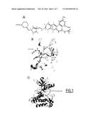 ANTAGONIST OF THE FIBROBLAST GROWTH FACTOR RECEPTOR 3 (FGFR3) FOR USE IN     THE TREATMENT OR THE PREVENTION OF SKELETAL DISORDERS LINKED WITH     ABNORMAL ACTIVATION OF FGFR3 diagram and image