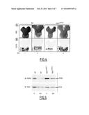 ANTAGONIST OF THE FIBROBLAST GROWTH FACTOR RECEPTOR 3 (FGFR3) FOR USE IN     THE TREATMENT OR THE PREVENTION OF SKELETAL DISORDERS LINKED WITH     ABNORMAL ACTIVATION OF FGFR3 diagram and image