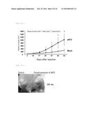 NOVEL CANCER ANTIGEN EEF2 diagram and image