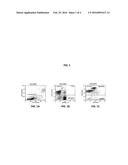 COMBINATION OF BLyS INHIBITION AND ANTI-CD 20 AGENTS FOR TREATMENT OF     AUTOIMMUNE DISEASE diagram and image