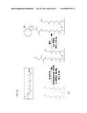 FUNCTIONALIZATION OF AND USE OF FUNCTIONALIZED SECOND HARMONIC GENERATING     NANOPROBES diagram and image