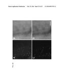 FUNCTIONALIZATION OF AND USE OF FUNCTIONALIZED SECOND HARMONIC GENERATING     NANOPROBES diagram and image