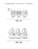 MODIFIED MICROBIAL TOXIN RECEPTOR FOR DELIVERING AGENTS INTO CELLS diagram and image