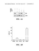 MODIFIED MICROBIAL TOXIN RECEPTOR FOR DELIVERING AGENTS INTO CELLS diagram and image