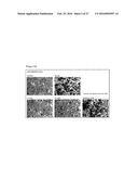 COMPOSITION COMPRISING AT LEAST TWO INFLUENZA A VIRUS-NEUTRALIZING-BINDING     MOLECULES diagram and image