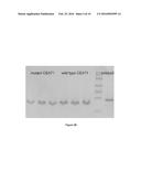 FUNCTIONAL HEAVY CHAIN ANTIBODIES, FRAGMENTS THEREOF, LIBRARY THEREOF AND     METHODS OF PRODUCTION THEREOF diagram and image