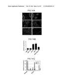 Bruton s Tyrosine Kinase As Anti-Cancer Drug Target diagram and image