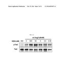 ANTI-C-MET/ANTI-ANG2 BISPECIFIC ANTIBODY diagram and image