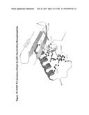 INFLUENZA  A 2009 PANDEMIC H1N1 POLYPEPTIDE FRAGMENTS COMPRISING     ENDONUCLEASE ACTIVITY AND THEIR USE diagram and image