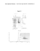 INFLUENZA  A 2009 PANDEMIC H1N1 POLYPEPTIDE FRAGMENTS COMPRISING     ENDONUCLEASE ACTIVITY AND THEIR USE diagram and image