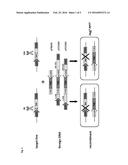 TARGETED GENOME ENGINEERING IN EUKARYOTES diagram and image