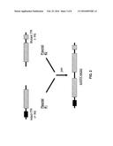 Self-Complementary Parvoviral Vectors, and Methods for Making and Using     the Same diagram and image