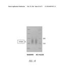 METHODS FOR QUANTITATIVE GENETIC ANALYSIS OF CELL FREE DNA diagram and image