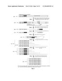 Compositions and Methods for Intramolecular Nucleic Acid Rearrangement diagram and image