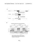 Compositions and Methods for Intramolecular Nucleic Acid Rearrangement diagram and image