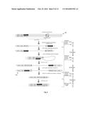 Compositions and Methods for Intramolecular Nucleic Acid Rearrangement diagram and image