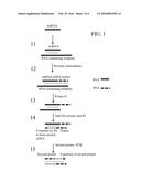 RNA AMPLIFICATION METHODS diagram and image