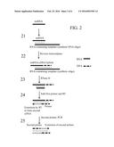 RNA AMPLIFICATION METHODS diagram and image