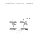 RNA AMPLIFICATION METHODS diagram and image