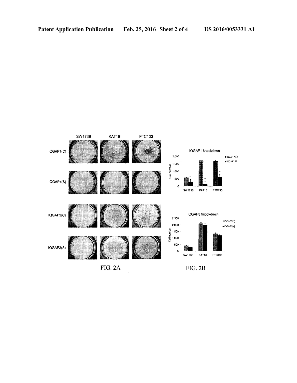 GENETIC AMPLIFICATION OF IQGAP1 IN CANCER - diagram, schematic, and image 03