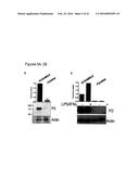 PERFORIN 2 DEFENSE AGAINST INVASIVE AND MULTIDRUG RESISTANT PATHOGENS diagram and image