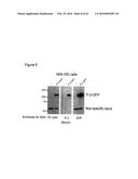 PERFORIN 2 DEFENSE AGAINST INVASIVE AND MULTIDRUG RESISTANT PATHOGENS diagram and image