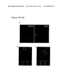 PERFORIN 2 DEFENSE AGAINST INVASIVE AND MULTIDRUG RESISTANT PATHOGENS diagram and image