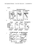 PERFORIN 2 DEFENSE AGAINST INVASIVE AND MULTIDRUG RESISTANT PATHOGENS diagram and image